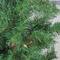 3ft. Pre-Lit Medium Woodland Alpine Artificial Christmas Tree, Multicolor Lights